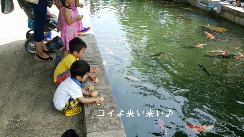 鯉の餌やり