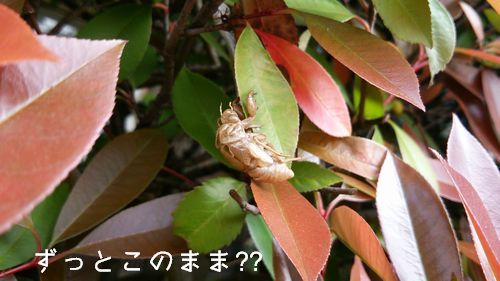 セミの抜け殻