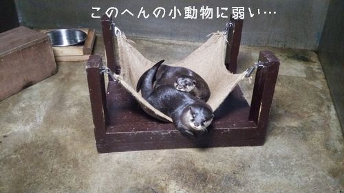 かわうそ