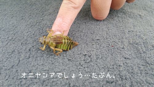 やご