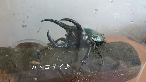 オス