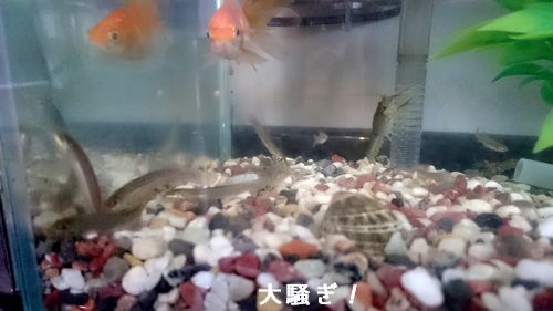 水槽内