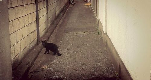 黒猫