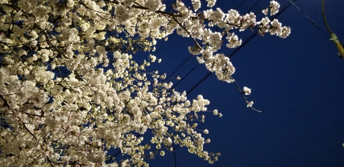 夜桜