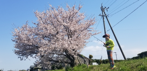 弟＆桜