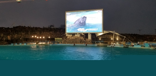 イルカショー